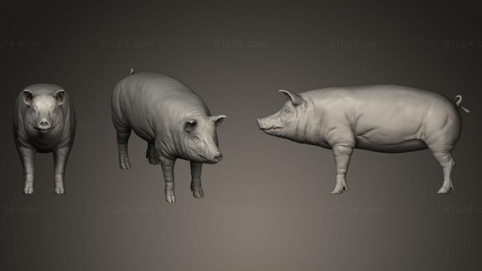 Статуэтки животных (3D Модель свиньи, STKJ_0387) 3D модель для ЧПУ станка